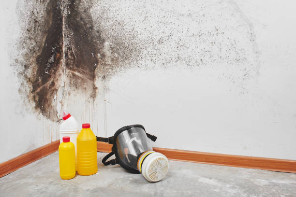 Best Basement Mold Remediation in Stansbury Park, UT