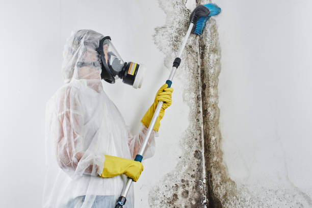 Best Health and Safety Mold Remediation in Stansbury Park, UT