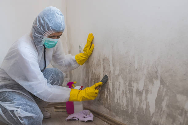 Best HVAC Mold Remediation in Stansbury Park, UT