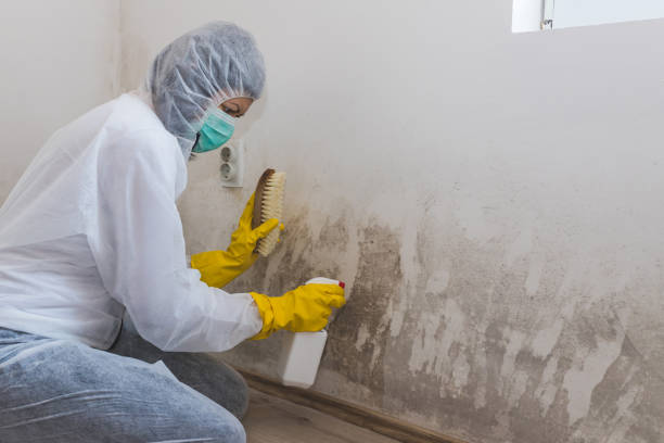 Best Mold Remediation for Schools in Stansbury Park, UT