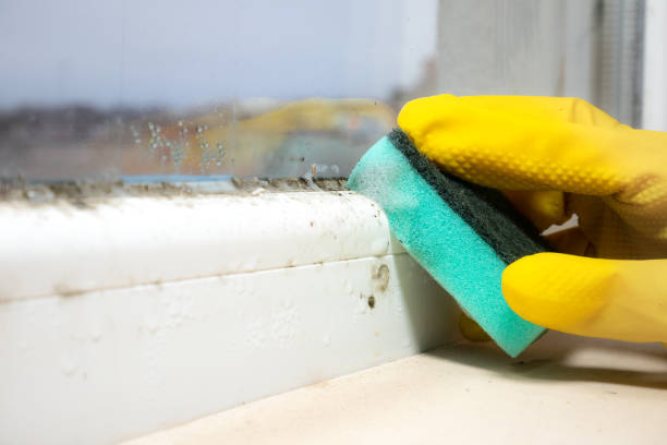 Best Bathroom Mold Remediation in Stansbury Park, UT