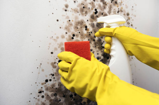 Best Localized Mold Remediation (e.g., coastal areas, humid climates) in Stansbury Park, UT