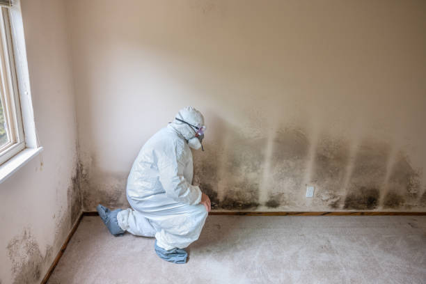 Best White Mold Remediation in Stansbury Park, UT
