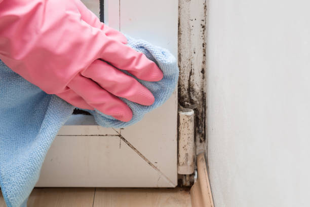 Best Attic Mold Remediation in Stansbury Park, UT